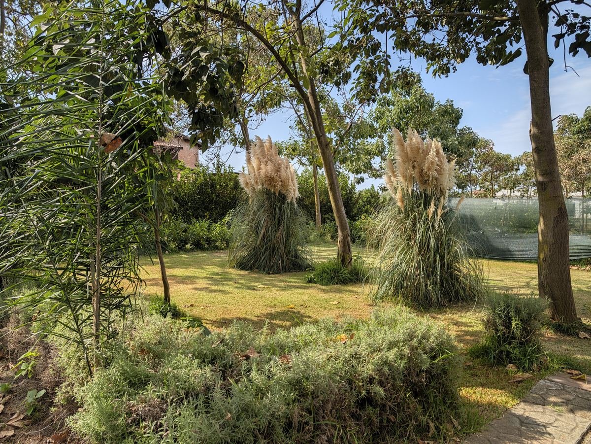 Il giardino della Fattoria Il Laghetto con erba della pampa, prato e alberi, intorno ai bungalow